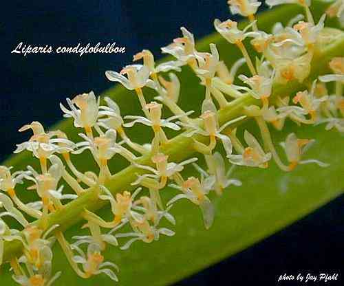 Liparis condybulbon